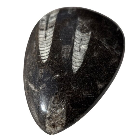 Polished Orthoceras Silurian fossil cabochon rock/stone Paperweight - Picture 3 of 7